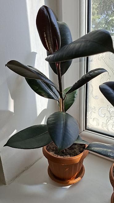 сок алоэ вера: Комнатные растения в горшках 1) Каланхоэ комнатное, махровые — 8
