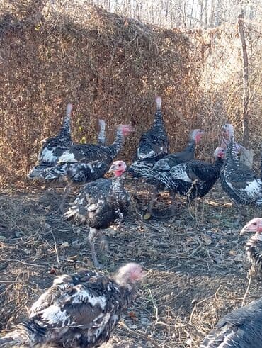 попугай жако: Продаю | Индюшка (самка) | Для разведения | Племенные — 1