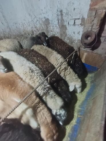 кармушка для овец: Продаю | Овца (самка) | Для разведения | Матка — 8