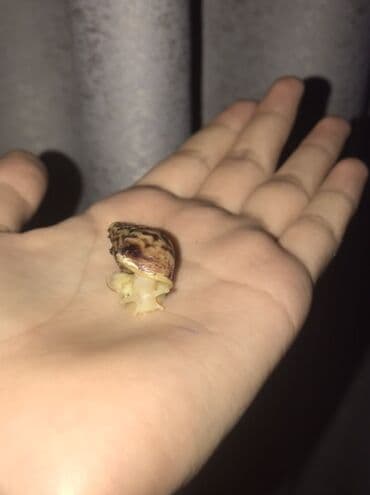 Срочно!!! Продаются улитята ахатин ретикулята, альбинос и