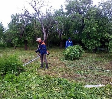 Стрижка травы Стрижка газона Стрижка Изгороди Садовник с опытом