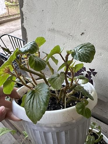 фикусы для офиса: Комнатные растения — коллекция в горшках/стаканчиках Цены 150-450сом — 9