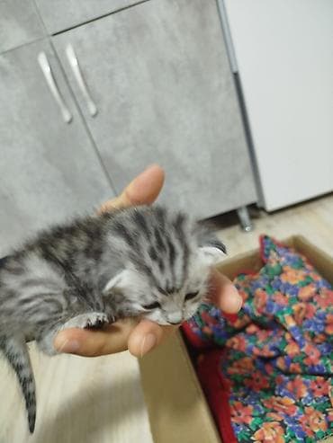 приют: 1 месяц, Девочка, Приучена к лотку — 3