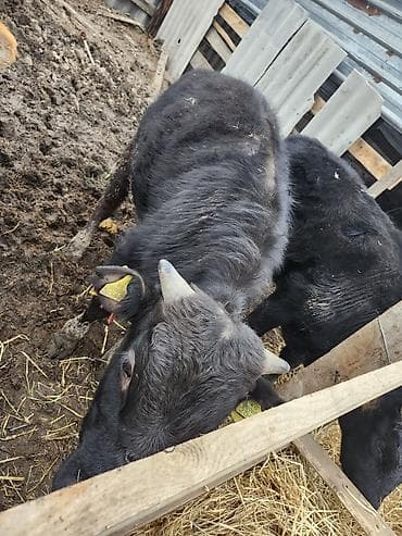 корова швиц алатоо: Продаю | Бык (самец) | Полукровка | На откорм, На забой, Для разведения — 3