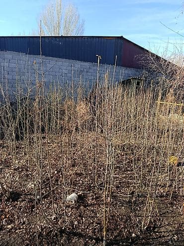 Эмерек: Көчөттөр дарактардын: Мажрүм талдар — 4