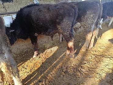 Индюки: Продаю | Тёлка | Полукровка | На откорм | Привязанные — 5