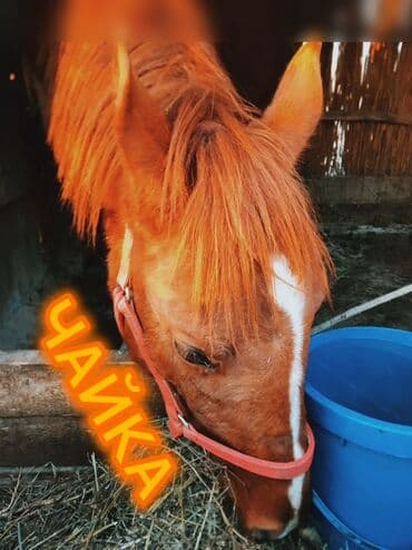 ко шомо: Продаю | Кобыла (самка) — 3