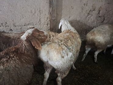 на ферме есть куры козлы и коровы: Продаю | Баран (самец) | Полукровка | На забой | Матка — 3