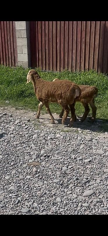 индоутка цыплята: Продаю | Ягненок | Для разведения — 6