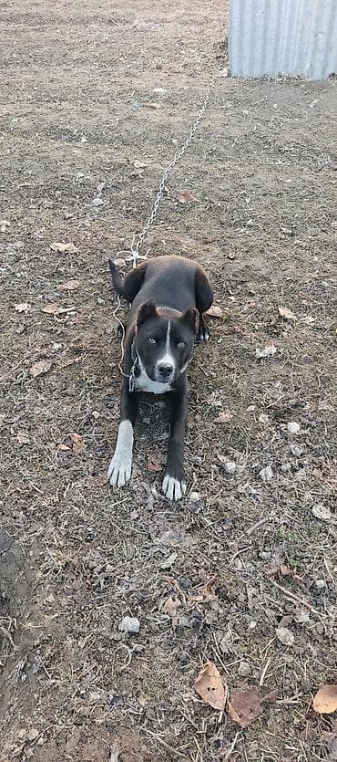 продажа собак бишкек: Питбуль 6 айлык эркек — 4