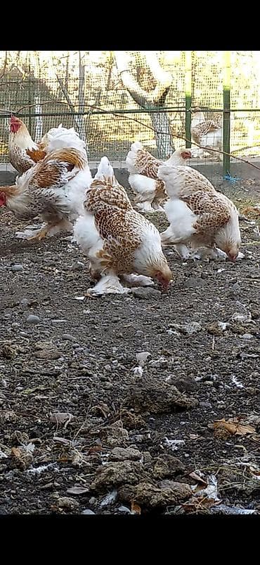 продаю инкубатор: Продаю | Куры, Инкубационные яйца | Брама | Для разведения — 3