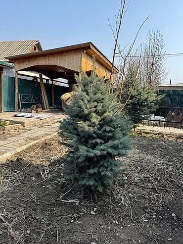 рыба фарель: Срочно из за стройки Ель голубая зеленая (Picea pungens, Blue Spruce) — 5