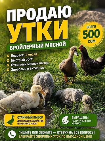 тай бээ: Бройлерные мясные утки - Возраст: 1 месяц - Порода: бройлерная — 2