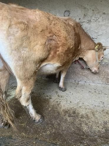 мышык сатам: Сатам | Уй (ургаачы) | Көбөйтүү үчүн | Байланган — 1