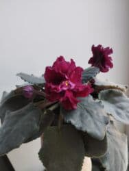 искусственные цветы бишкек инстаграм: Продаю фиалки есть детки — 7