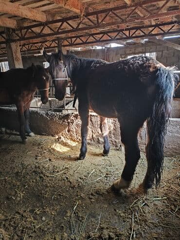 шпица купить: Продаю | Кобыла (самка) | Рабочий — 1