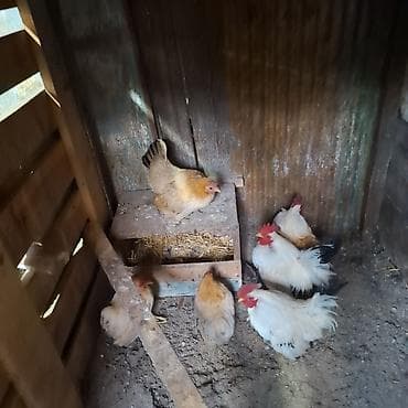 карликовый кур: Продаю | Куры | Для разведения — 1