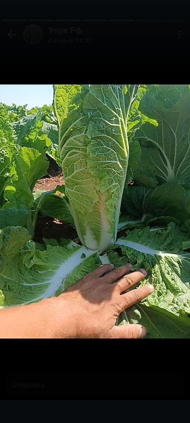 молочные продукты: Капуста Пекинская — 1