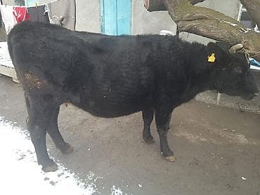 беде пресс: Продаю | Корова (самка) | На откорм, Для разведения — 3