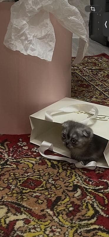 Скотиш Фолд (Шотландская вислоухая), 3 месяца, Девочка, Серый, Приучена к лотку