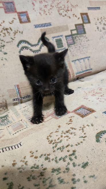 серые кошки фото: Котята Описание: - Милые домашние котята из одного помёта — 3