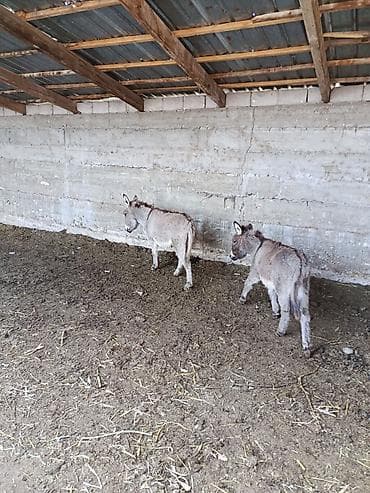 купить гуси: Ослы молоды продю — 3