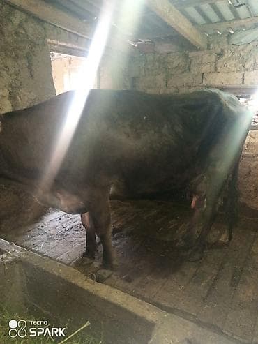 коровы молоко: Продаю | Корова (самка) | Алатауская | Для молока — 4