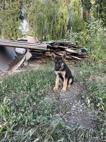 кара мышык: Овчарка, 2 айлык, Ургаачы, Эмделген — 5