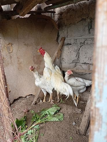 Продам семейства им по 2 года. петух спарингов не видел вес не знаю — 2