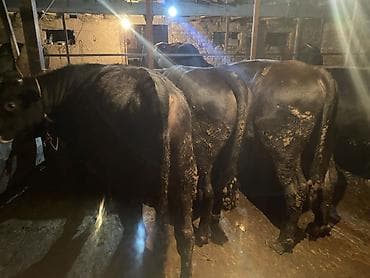 самый лучший сильный умный собака: Продаю | Бык (самец) | Полукровка, Алатауская, Швицкая | На откорм | Осеменитель — 9