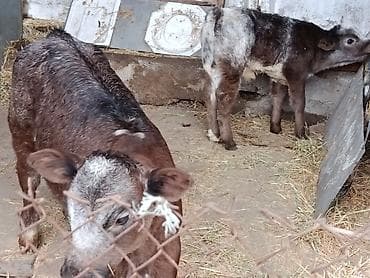 ангус уй: Продаю | Бык (самец), Тёлка, Музоо, торпок | Бельгийская — 6