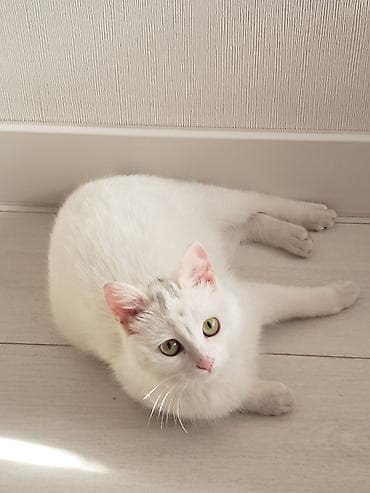 невская маскарадная цена: Кошка даром: Беспородная, Девочка, Приучена к лотку — 1