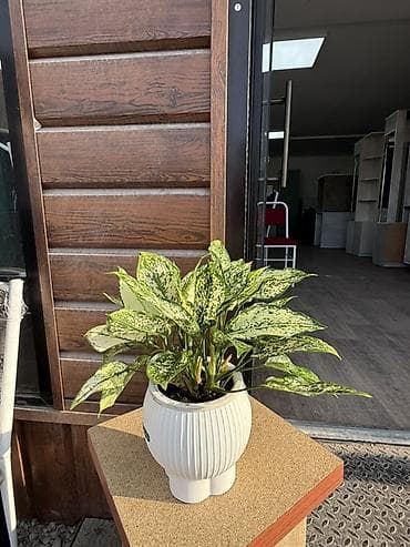 спатифилум женское счастье: Комнатные растения в горшках — для дома и офиса В ассортименте на — 3