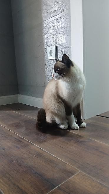 Девочка, Метис