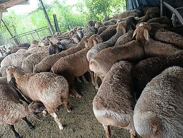 Продаю | Овца (самка) | Для разведения | Племенные at lalafo.kg Продаю | Овца (самка) | Для разведения | Племенные