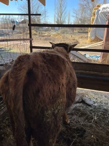 боксер собака купить: Продаю | Бык (самец) | На откорм | Племенные — 4