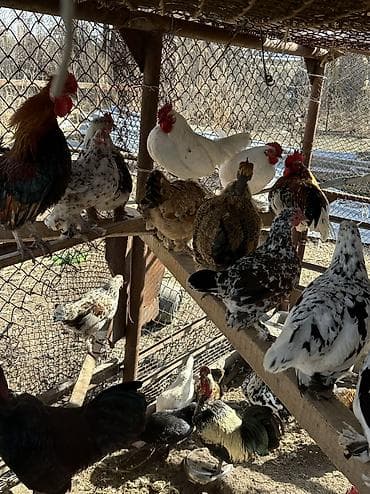 продаю животных: Яйца на инкубацию продаю 🥚 Карликовые голошейки и бентамки мини куры — 5