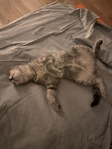 Животные: Кошка даром: Беспородная, Девочка, С прививками — 2