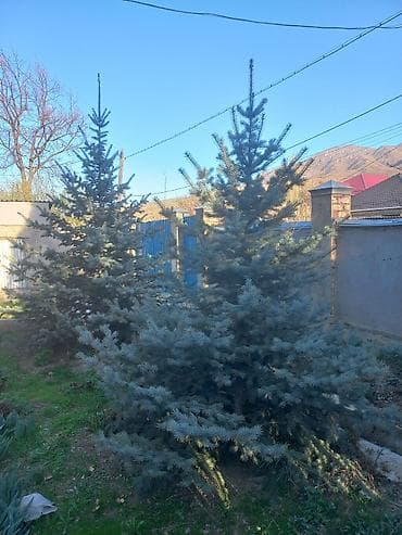 тулпар лес: Иссык кульские голубые ели,высота 2,9-3 метра — 1