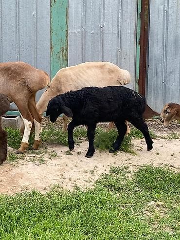 мел для крс: Продаю | Овца (самка) | Для разведения | Матка — 8