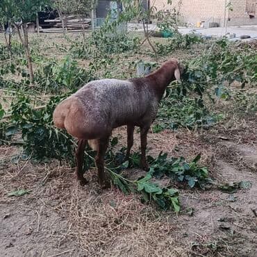 куплю рыбу форель: Сатам | Кочкор (эркек) | Гиссар, Арашан | Көбөйтүү үчүн | Жасалма жол менен боозутуу — 3