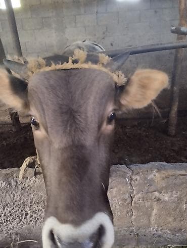 корова швец: Продаю | Корова (самка) | Для молока | Привязанные — 3