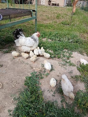 бойцовый куры: Продаю | Куры | Кучинская | Для разведения — 1