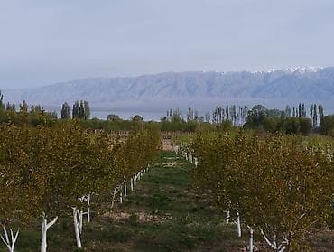 вайеный антоновка: 4 соток, Для бизнеса, Красная книга — 10