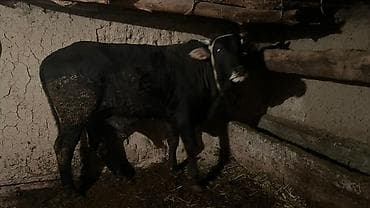 ангус бычок: Продаю | Бык (самец) | На откорм | Привязанные — 3