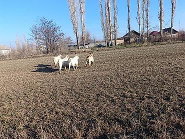 гусиный яйца: Продаю | Коза (самка) | Для разведения — 9