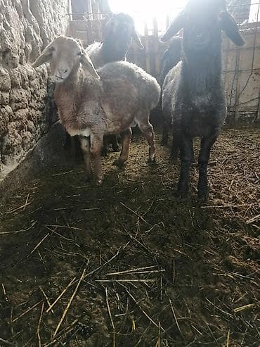 canada goose: Продаю | Баран (самец) | Для разведения — 2