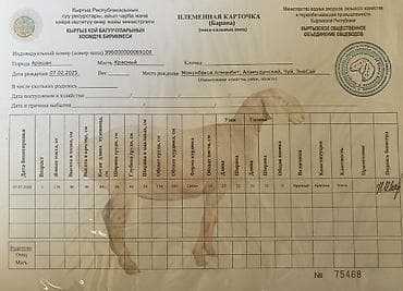 породистые собаки в бишкеке: Продаю | Баран (самец) | Эдильбаевская | Для разведения | Племенные — 8