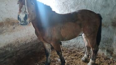 Жылкылар, аттар: Сатам | Жылкы (эркек) | Жумушка — 2