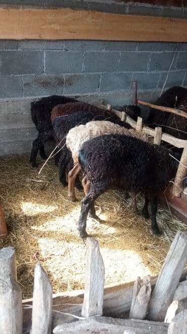 кошки собаки: Продаю | Ягненок | На забой — 5